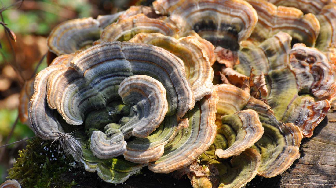 Unlocking the Health Benefits of Turkey Tail: A Comprehensive Guide