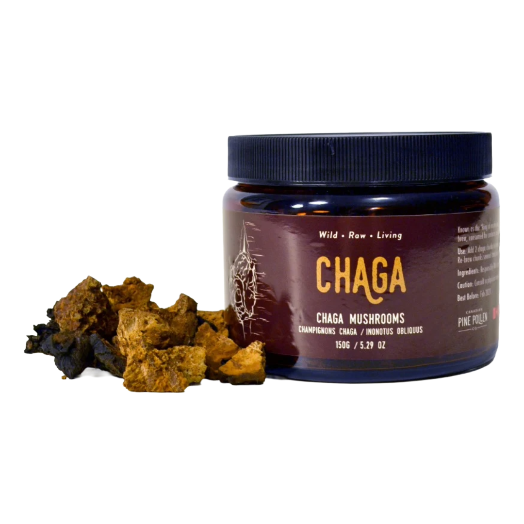 Wild Chaga Mushroom