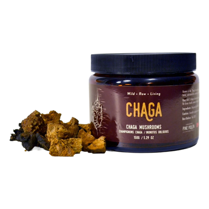 Wild Chaga Mushroom