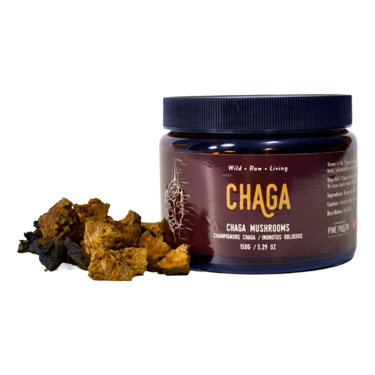Wild Chaga Mushroom