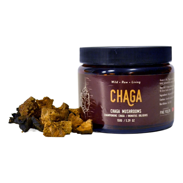 Wild Chaga Mushroom